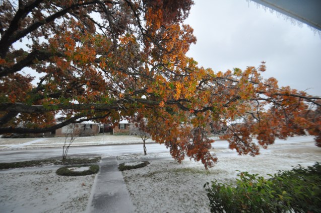 Oak tree damaged by ice Lake Highlands Dec 2013