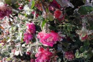 Ice covered roses Dallas Dec. 2013