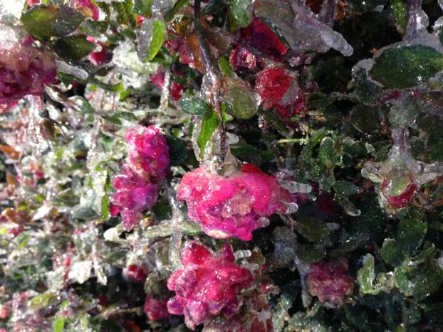 Ice covered roses Dallas Dec. 2013