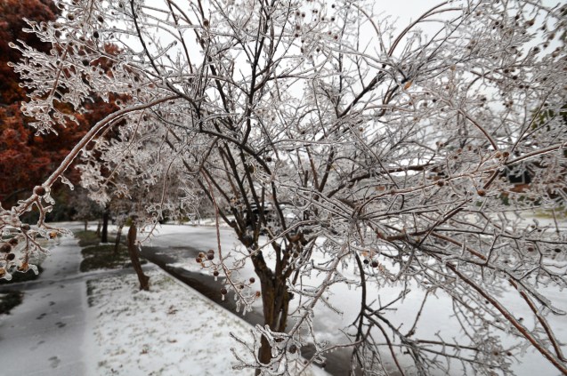 Ice covered crepe Myrtle trees Dallas Dec 2013