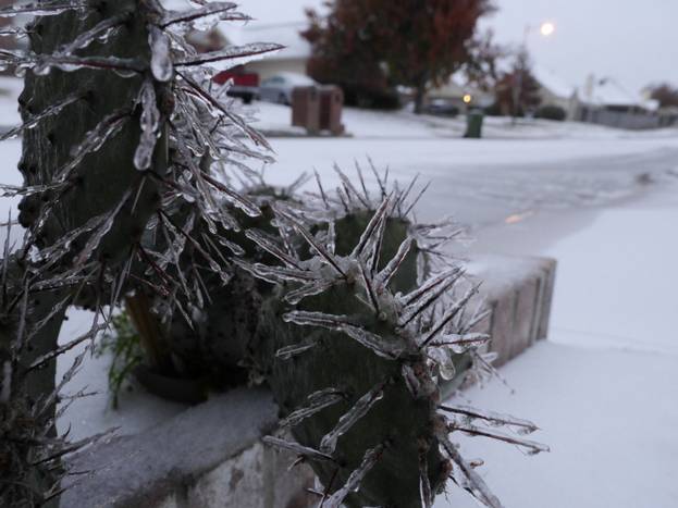 Ice covered cactus